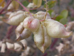 Astragalus lentiginosus salinus