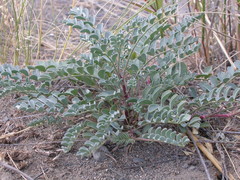 Astragalus lentiginosus salinus