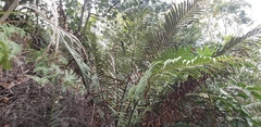 Polypodiopsida