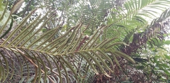 Polypodiopsida