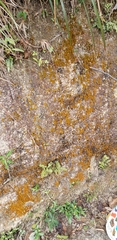Lecanoromycetes