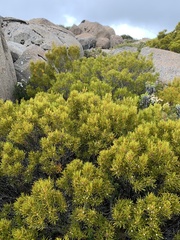 Orites acicularis