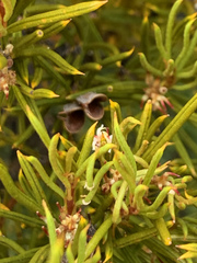 Orites acicularis