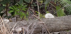 Polyporales