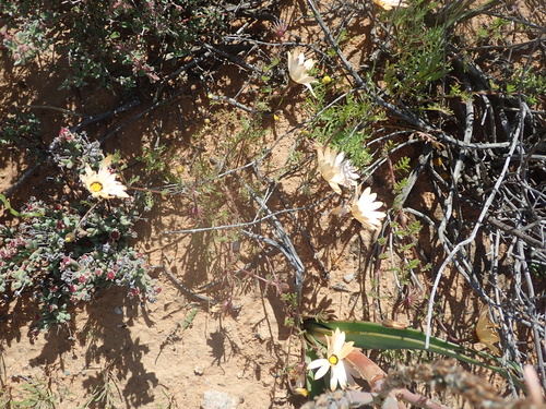 Image of Dimorphotheca pinnata by no rights reserved