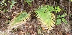 Blechnum orientale