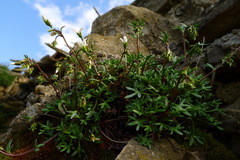 Saxifraga fragilis
