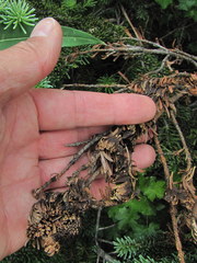 Gremmenia infestans