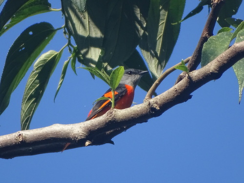 Minivet mandarin (Pericrocotus solaris)
