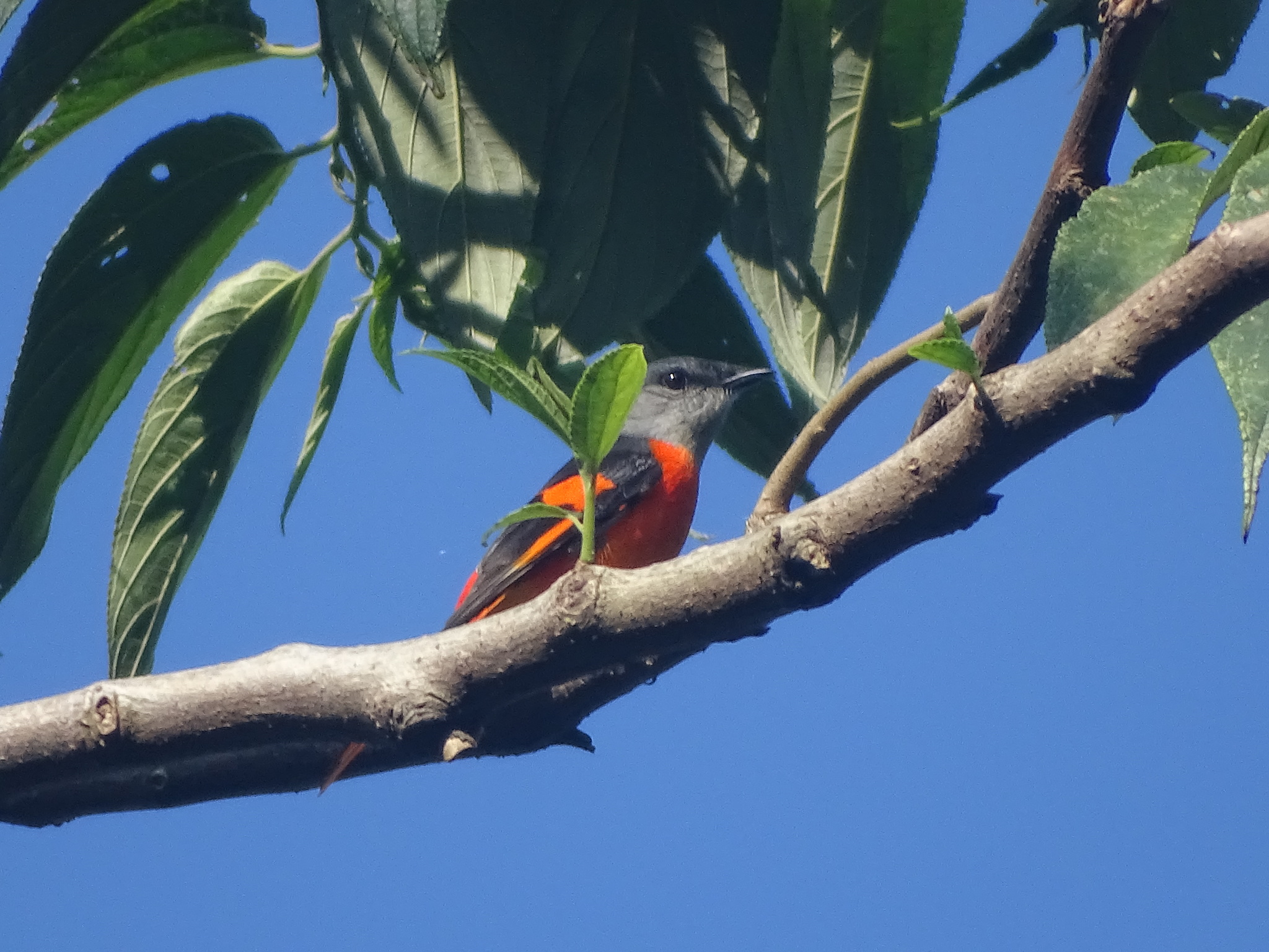 Grey-chinned Minivet illustration