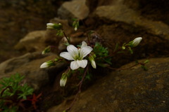 Saxifraga fragilis