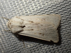 Agrotis ripae