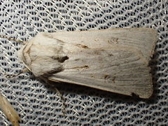 Agrotis ripae