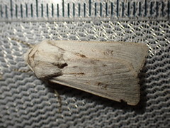 Agrotis ripae