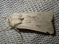 Agrotis ripae