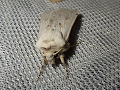 Agrotis ripae