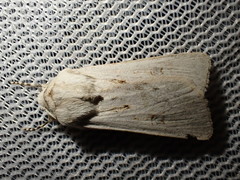 Agrotis ripae