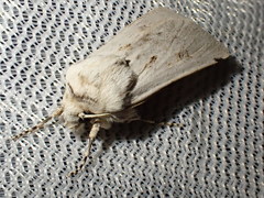 Agrotis ripae