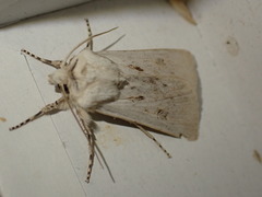 Agrotis ripae