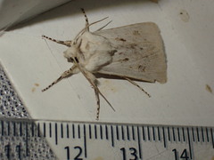 Agrotis ripae
