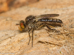 Holopogon venustus