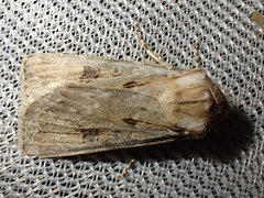Agrotis ripae