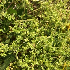 Stellaria apetala