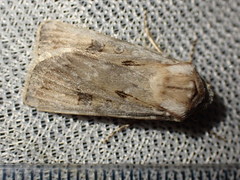 Agrotis ripae