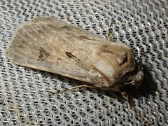 Agrotis ripae