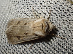 Agrotis ripae
