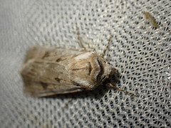 Agrotis ripae