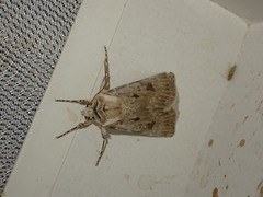 Agrotis ripae