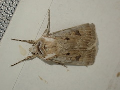 Agrotis ripae