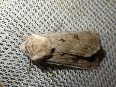 Agrotis ripae