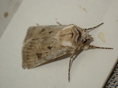 Agrotis ripae