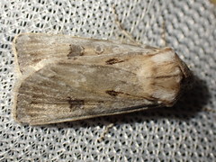 Agrotis ripae