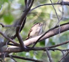 Vireo bellii