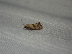 Cochylidia implicitana