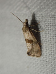 Cochylidia implicitana