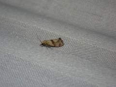 Cochylidia implicitana