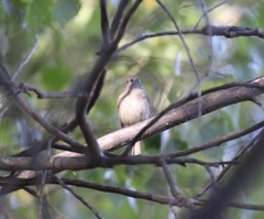Vireo bellii