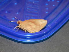 Erionota torus