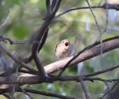 Vireo bellii