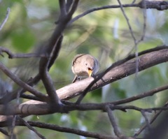 Vireo bellii