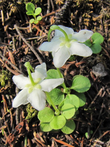 One-flowered Wintergreen