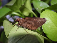 Erionota torus