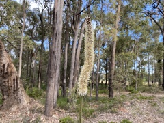 Xanthorrhoea gracilis