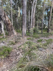 Xanthorrhoea gracilis