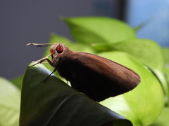 Erionota torus