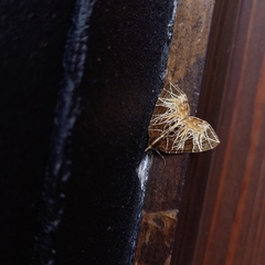 Evecliptopera illitata